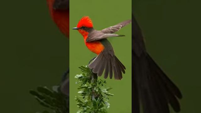 САМЫЕ УДИВИТЕЛЬНЫЕ ПТИЦЫ ПЛАНЕТЫ смотреть онлайн