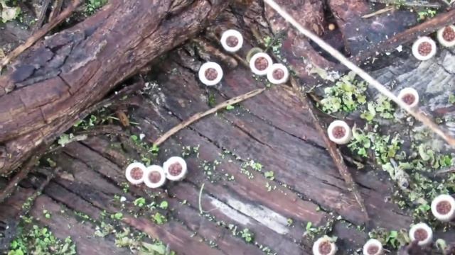 Birds nest fungi смотреть онлайн