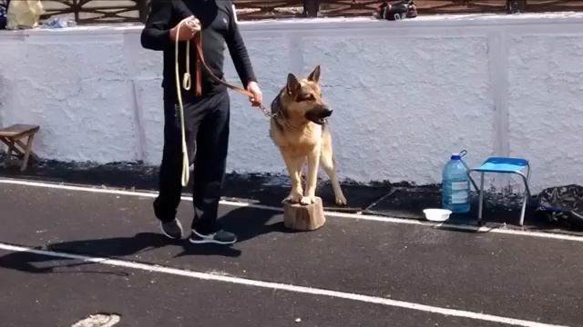 На выставке собак смотреть онлайн