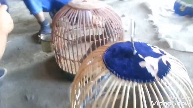 Птичий рынок в Таджикистан город Истаравшан Poultry Market Tajikistan City Of Istaravshan