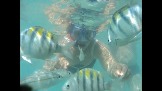 SNORKELING MARAGOGI / AL