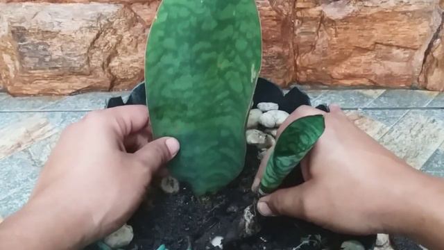 Sansevieria Masoniana / Victoria / Barbatana de Baleia / Como cultivar. смотреть онлайн