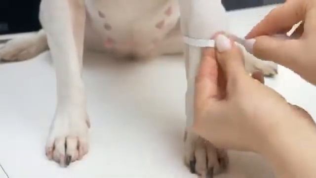 Шьем дождевик-комбинезон для собаки за копейки смотреть онлайн