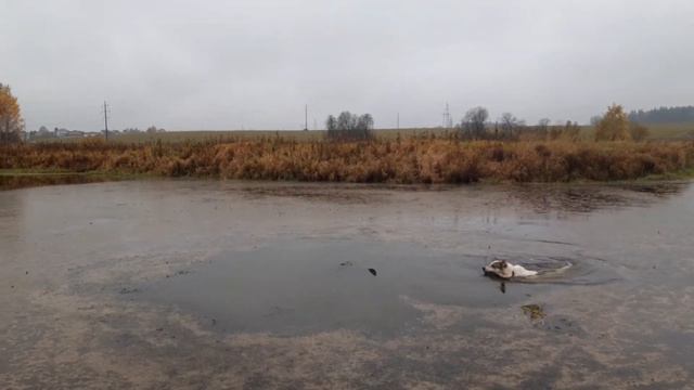 Открытие охоты на бобра 2020 смотреть онлайн