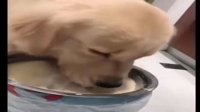 животные Смешные видео коллекции Домашние животные милые Собаки и кошки Забавные вещи смотреть онлайн