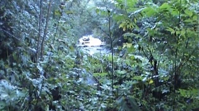 Зарисовка.Уссурийская тайга. Архив. смотреть онлайн