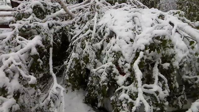 21 апреля 2017 Кишинёв п.Кодры упало дерево на нашу машину смотреть онлайн