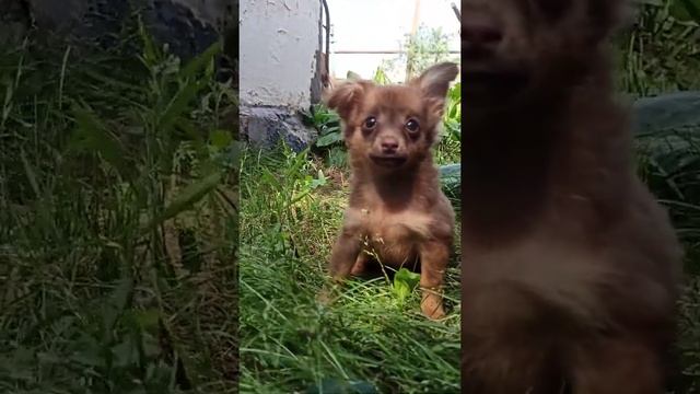 A long-haired toy terrier puppy is waiting for its owners./Щенок длинношерстного той-терьера. смотреть онлайн