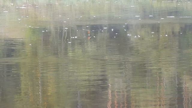 С ПОПЛАВОЧНОЙ удочкой на реке. РЫБАЛКА.Осенний сезон открыт! смотреть онлайн