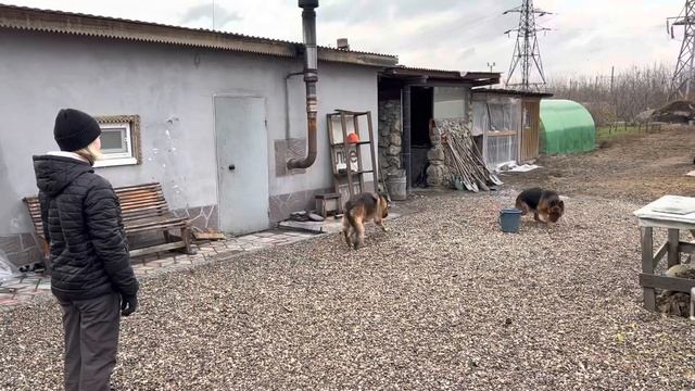 Практическая кинология. Высыл на «место». смотреть онлайн