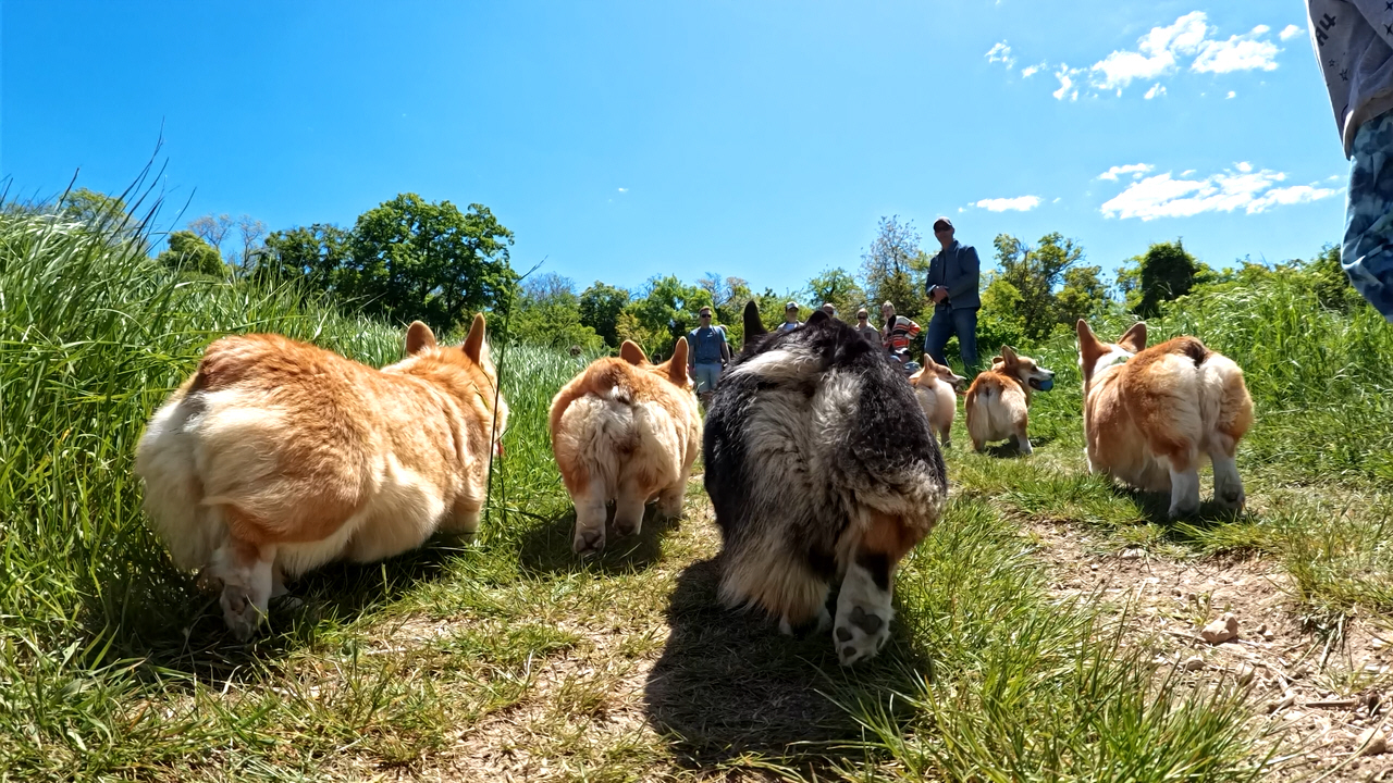 Корги встреча питомника "Алмаз Крыма". Севастополь 05-05-2024 смотреть онлайн
