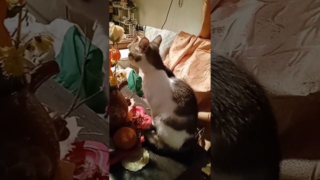 любитель цветов #cat #catsvideo смотреть онлайн