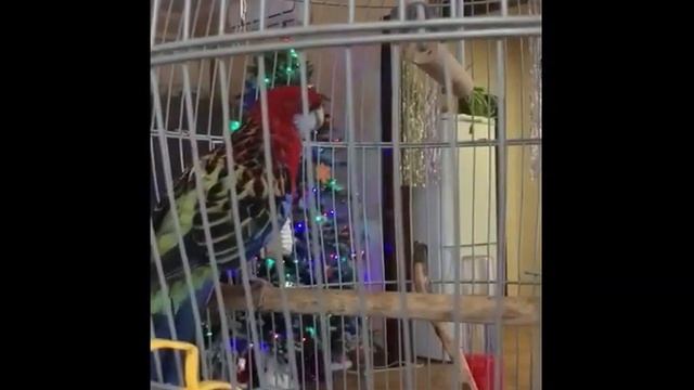 Попугай поет. #попугай #parrot #попугайчик #попугайпоет смотреть онлайн