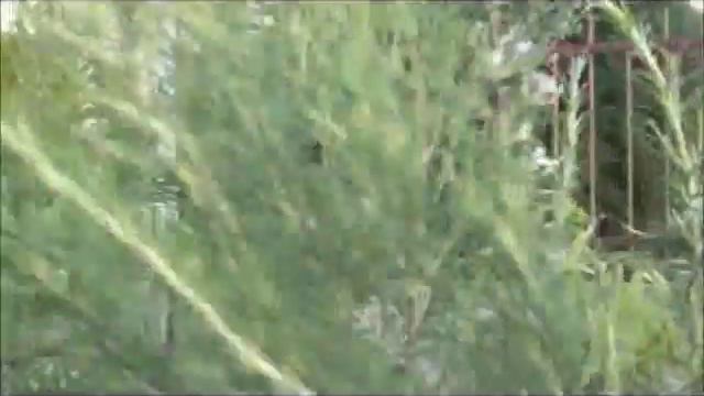 O ALECRIM E O VENTO смотреть онлайн