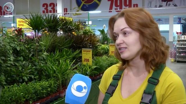 Цветы в горшках Новосибирске в КОЛОРЛОН ВТД смотреть онлайн