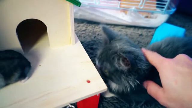 РЕАЛЬНО ли ПОДРУЖИТЬ КОТЕНКА с ХОМЯКАМИ ПЕРВАЯ РЕАКЦИЯ КОШКИ НА ХОМЯКОВ MAGIC FA смотреть онлайн