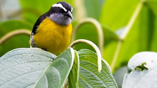 Tangerine Dream - Birdwatcher's Dream смотреть онлайн
