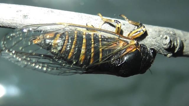ИНСЕКТАРИЙ: 30. Цикада Обыкновенная (Lyristes plebejus) смотреть онлайн