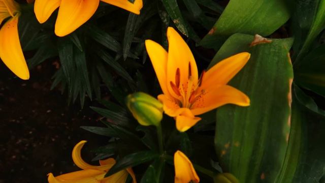Lilis planta cuidados / ¡Hermosas flores de interior! смотреть онлайн