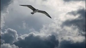 Дыши   Взгляни на  небо