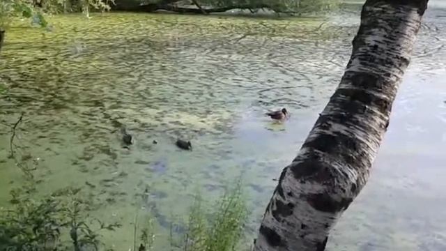 Утки плавают в Среднем пруду в районе Южное Бутово. смотреть онлайн