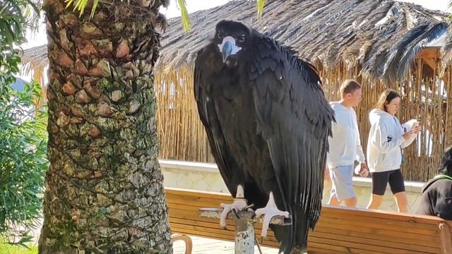 ОТКУДА ТАКОЕ ЧУДО В АБХАЗИИ НА БЕРЕГУ МОРЯ. ВСТРЕЧА С ТИГРОМ У КОЛОННАДЫ. смотреть онлайн