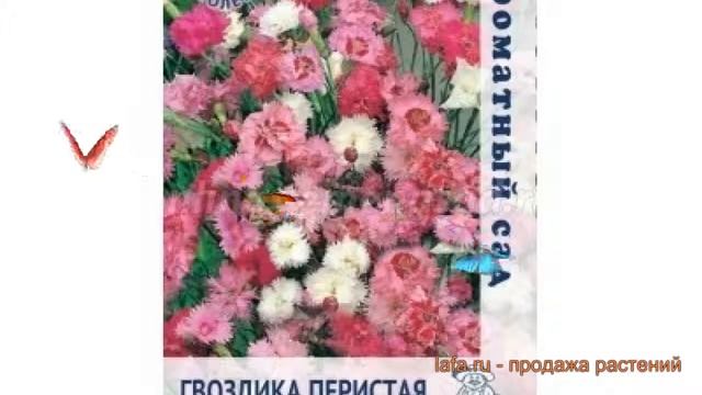 Гвоздика перистая Грезы (grezy) ? перистая гвоздика Грезы обзор: как сажать, семена гвоздики Грезы