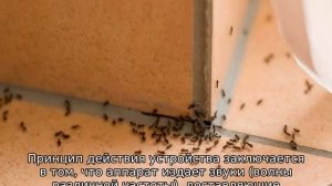 Как избавиться от муравьев в доме