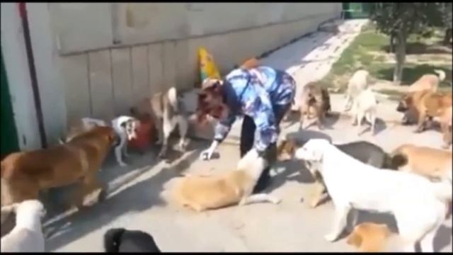 Зоозащитницы - живодерки из Баку смотреть онлайн