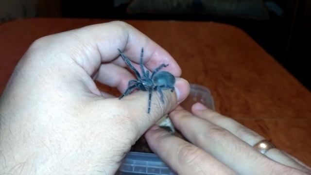 Ласиодора парахибана (Lasiodora parahybana) L6 перед линькой смотреть онлайн