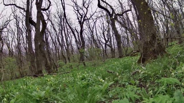 Весенние первоцветы в 4к. Примула. Хохлатка. Мускари. Степные тюльпаны. Форзиция. Футажи цветов. смотреть онлайн