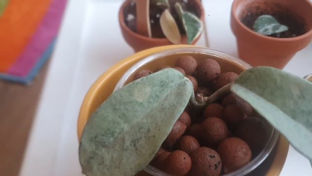 Hoya Rigida And Hoya Carnosa Grey Ghost Care,enjoy ?