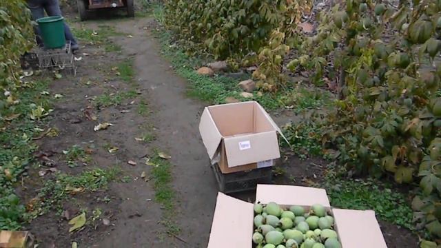 В Черновицкой области начали уборку урожая "Маракуйи Северной". смотреть онлайн