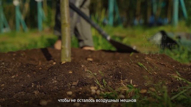 Как посадить рябину? Как правильно посадить рябину на садовом участке? смотреть онлайн