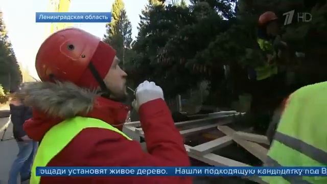 В Санкт-Петербург из Ленинградской области отправляется особо ценный груз - главная новогодняя елка смотреть онлайн
