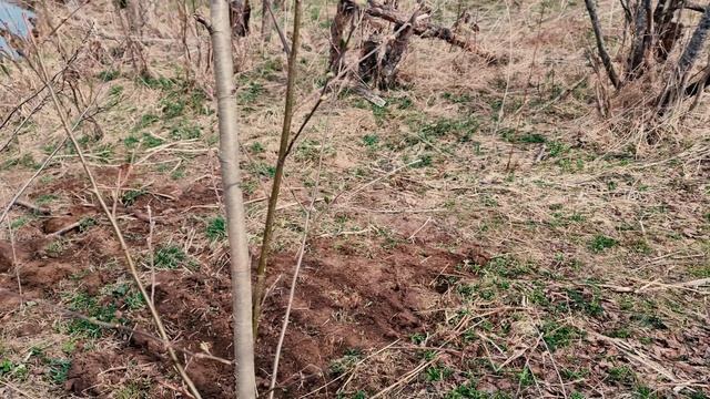 День советов на реке с #minelab #equinox700 смотреть онлайн