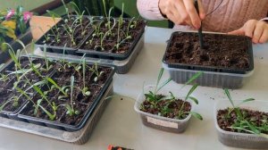 НЕ ПРОПУСТИТЕ! ОСОБЕННОСТИ ПИКИРОВКИ ГАЦАНИИ!