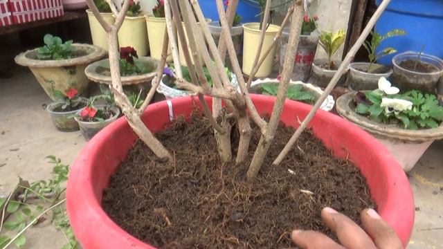 How To Prepare Pink Tecoma For Heavy Flowering In Summer || EverGreen Flower Plant смотреть онлайн