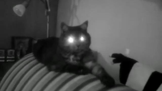 кот ночного видения смотреть онлайн