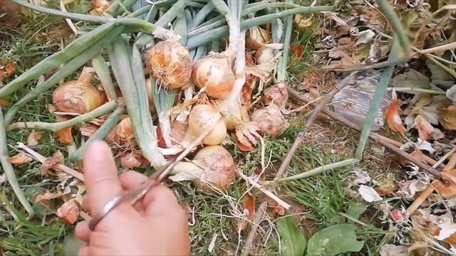 Уборка репчатого лука и подготовка к хранению. смотреть онлайн