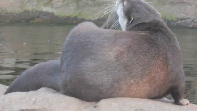 My London Weekend - Sunday (London Zoo, Regent's Park) смотреть онлайн