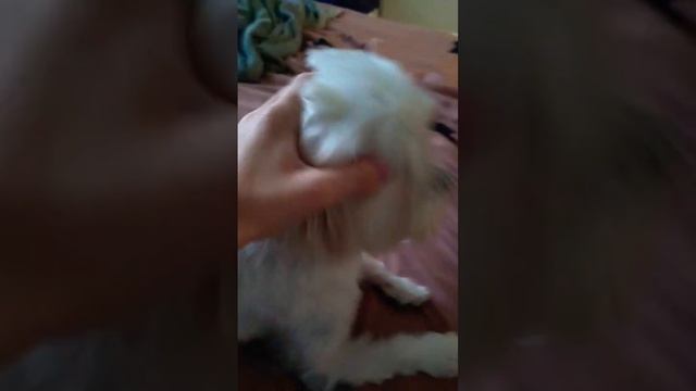 милый пес 5 смотреть онлайн