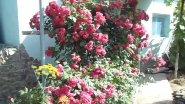 Короткий ремикс канала Tatiana Osokina Пенсионные будни и раз