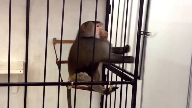 Осторожно! Гамадрил сбежал из клетки, Побег гамадрила смотреть онлайн