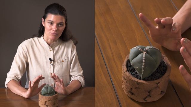 Astrophytum myriostigma var. tricostatum Houseplant Care — 186 of 365 смотреть онлайн
