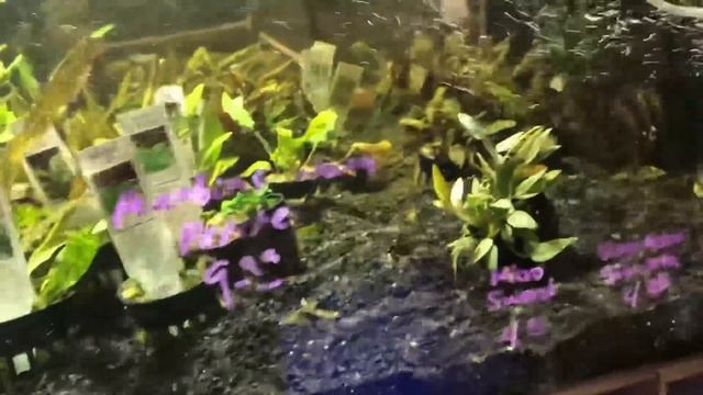 ULTUM NATURE SYSTEM 30A CUBE RIMLESS ALL IN ONE AQUARIUM SCORE! смотреть онлайн