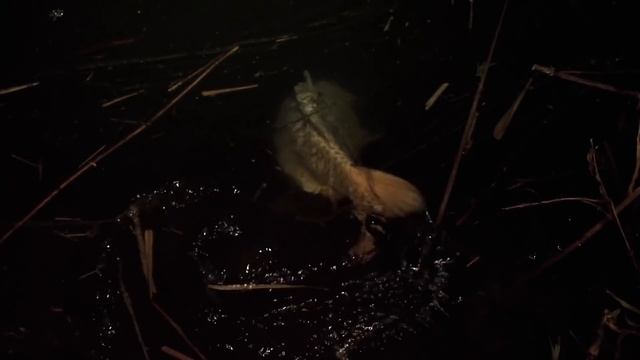 Тактика ловли КАРПА с PVA мешками СОВЕТЫ