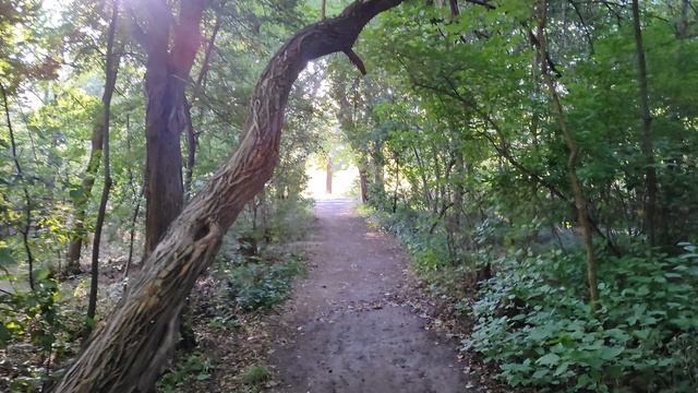 Прогулки по Еревану. Ботанический сад. Маклюры оранжевые смотреть онлайн