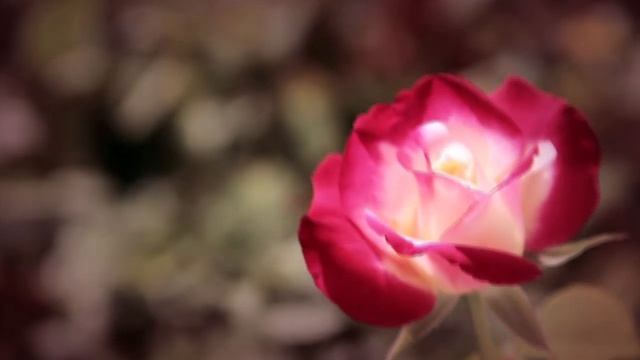 Dolce&Gabbana Velvet Rose - Fragrance for Women смотреть онлайн