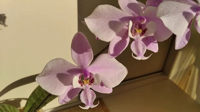 Обзор орхидеи Schilleriana × sib .Посадка в мох. Первое цветение.21.06.20. смотреть онлайн